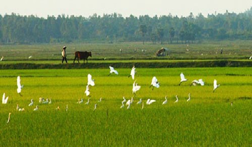 Người Bí thư chi bộ mang lại sức sống cho những cánh đồng. (19/12/2017)